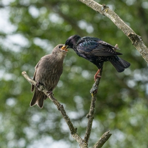 Redwell   27 05 2020   D500   Les 295.jpg